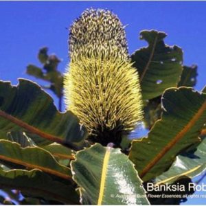 Banksia Robur