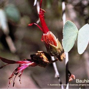 Bauhinia