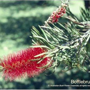 Bottlebrush