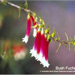 Bush Fuchsia