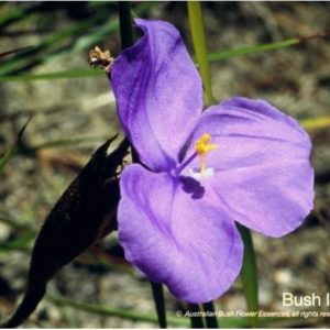 Bush Iris