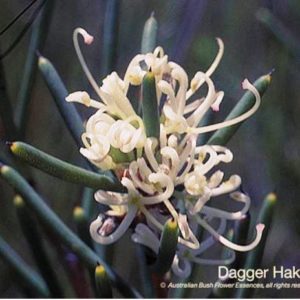 Dagger Hakea