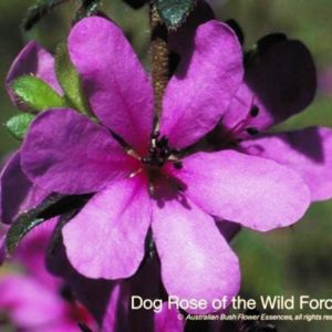 Dog Rose of Wild Forces