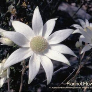 Flannel Flower