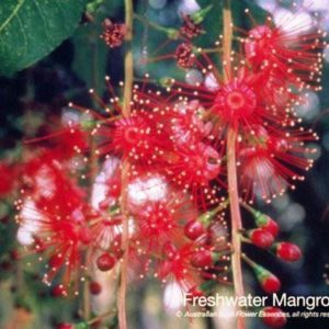 Freshwater Mangrove