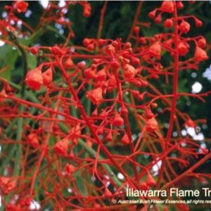 Illawarra Flame Tree