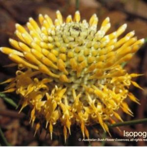 Isopogon