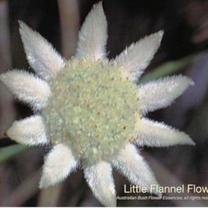 Little Flannel Flower