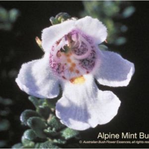 Alpine mint bush